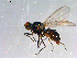  ( - 10PROBE-13104)  @13 [ ] CreativeCommons - Attribution (2011) CBG Photography Group Centre for Biodiversity Genomics
