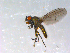  (Lamproscatella quadrisetosa - 10PROBE-13108)  @13 [ ] CreativeCommons - Attribution (2011) CBG Photography Group Centre for Biodiversity Genomics