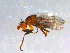  ( - 10PROBE-13117)  @12 [ ] CreativeCommons - Attribution (2011) CBG Photography Group Centre for Biodiversity Genomics