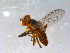  ( - 10PROBE-13118)  @12 [ ] CreativeCommons - Attribution (2011) CBG Photography Group Centre for Biodiversity Genomics