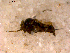  ( - 10PROBE-13146)  @12 [ ] CreativeCommons - Attribution (2011) CBG Photography Group Centre for Biodiversity Genomics