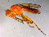  ( - 10PROBE-13158)  @12 [ ] CreativeCommons - Attribution (2011) CBG Photography Group Centre for Biodiversity Genomics