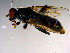  ( - 10PROBE-13300)  @12 [ ] CreativeCommons - Attribution (2011) CBG Photography Group Centre for Biodiversity Genomics