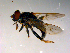  ( - 10PROBE-13302)  @13 [ ] CreativeCommons - Attribution (2011) CBG Photography Group Centre for Biodiversity Genomics