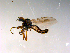  ( - 10PROBE-13331)  @13 [ ] CreativeCommons - Attribution (2011) CBG Photography Group Centre for Biodiversity Genomics