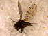  ( - 10PROBE-13376)  @13 [ ] CreativeCommons - Attribution (2011) CBG Photography Group Centre for Biodiversity Genomics