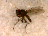 ( - 10PROBE-13378)  @12 [ ] CreativeCommons - Attribution (2011) CBG Photography Group Centre for Biodiversity Genomics