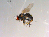  ( - 10PROBE-13433)  @13 [ ] CreativeCommons - Attribution (2011) CBG Photography Group Centre for Biodiversity Genomics