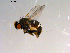  ( - 10PROBE-13434)  @13 [ ] CreativeCommons - Attribution (2011) CBG Photography Group Centre for Biodiversity Genomics