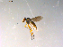  ( - 10PROBE-13439)  @13 [ ] CreativeCommons - Attribution (2011) CBG Photography Group Centre for Biodiversity Genomics