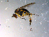  ( - 10PROBE-13618)  @13 [ ] CreativeCommons - Attribution (2011) CBG Photography Group Centre for Biodiversity Genomics