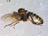  ( - 10PROBE-13619)  @12 [ ] CreativeCommons - Attribution (2011) CBG Photography Group Centre for Biodiversity Genomics