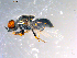  ( - 10PROBE-13634)  @12 [ ] CreativeCommons - Attribution (2011) CBG Photography Group Centre for Biodiversity Genomics