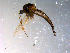  ( - 10PROBE-13672)  @13 [ ] CreativeCommons - Attribution (2011) CBG Photography Group Centre for Biodiversity Genomics