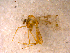  ( - 10PROBE-13688)  @13 [ ] CreativeCommons - Attribution (2011) CBG Photography Group Centre for Biodiversity Genomics