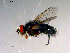  ( - 10PROBE-13824)  @12 [ ] CreativeCommons - Attribution (2011) CBG Photography Group Centre for Biodiversity Genomics