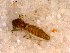  ( - 10PROBE-13831)  @12 [ ] CreativeCommons - Attribution (2011) CBG Photography Group Centre for Biodiversity Genomics