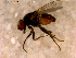  ( - 10PROBE-13842)  @13 [ ] CreativeCommons - Attribution (2011) CBG Photography Group Centre for Biodiversity Genomics