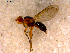  ( - 10PROBE-13850)  @13 [ ] CreativeCommons - Attribution (2011) CBG Photography Group Centre for Biodiversity Genomics
