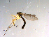  ( - 10PROBE-13907)  @12 [ ] CreativeCommons - Attribution (2011) CBG Photography Group Centre for Biodiversity Genomics