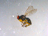  ( - 10PROBE-13966)  @12 [ ] CreativeCommons - Attribution (2011) CBG Photography Group Centre for Biodiversity Genomics