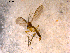  ( - 10PROBE-13985)  @12 [ ] CreativeCommons - Attribution (2011) CBG Photography Group Centre for Biodiversity Genomics
