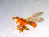  ( - 10PROBE-14007)  @13 [ ] CreativeCommons - Attribution (2011) CBG Photography Group Centre for Biodiversity Genomics