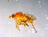  ( - 10PROBE-14010)  @12 [ ] CreativeCommons - Attribution (2011) CBG Photography Group Centre for Biodiversity Genomics