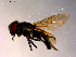  ( - 10PROBE-14090)  @12 [ ] CreativeCommons - Attribution (2011) CBG Photography Group Centre for Biodiversity Genomics