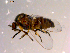  ( - 10PROBE-14115)  @13 [ ] CreativeCommons - Attribution (2011) CBG Photography Group Centre for Biodiversity Genomics