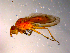  ( - 10PROBE-14121)  @12 [ ] CreativeCommons - Attribution (2011) CBG Photography Group Centre for Biodiversity Genomics