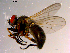 ( - 10PROBE-14128)  @13 [ ] CreativeCommons - Attribution (2011) CBG Photography Group Centre for Biodiversity Genomics