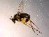  ( - 10PROBE-14148)  @13 [ ] CreativeCommons - Attribution (2011) CBG Photography Group Centre for Biodiversity Genomics