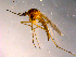  ( - 10PROBE-14247)  @14 [ ] CreativeCommons - Attribution (2011) CBG Photography Group Centre for Biodiversity Genomics