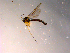  ( - 10PROBE-14259)  @13 [ ] CreativeCommons - Attribution (2011) CBG Photography Group Centre for Biodiversity Genomics
