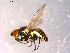  ( - 10PROBE-14350)  @12 [ ] CreativeCommons - Attribution (2011) CBG Photography Group Centre for Biodiversity Genomics