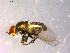  ( - 10PROBE-14351)  @12 [ ] CreativeCommons - Attribution (2011) CBG Photography Group Centre for Biodiversity Genomics