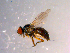  ( - 10PROBE-14378)  @13 [ ] CreativeCommons - Attribution (2011) CBG Photography Group Centre for Biodiversity Genomics