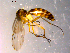  ( - 10PROBE-14404)  @13 [ ] CreativeCommons - Attribution (2011) CBG Photography Group Centre for Biodiversity Genomics