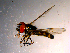  ( - 10PROBE-14419)  @12 [ ] CreativeCommons - Attribution (2011) CBG Photography Group Centre for Biodiversity Genomics