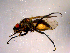  ( - 10PROBE-14438)  @13 [ ] CreativeCommons - Attribution (2011) CBG Photography Group Centre for Biodiversity Genomics