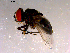  (Strongygaster celer - 10PROBE-14508)  @12 [ ] CreativeCommons - Attribution (2011) CBG Photography Group Centre for Biodiversity Genomics