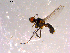  ( - 10PROBE-14509)  @12 [ ] CreativeCommons - Attribution (2011) CBG Photography Group Centre for Biodiversity Genomics