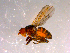  ( - 10PROBE-14513)  @13 [ ] CreativeCommons - Attribution (2011) CBG Photography Group Centre for Biodiversity Genomics
