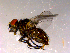  ( - 10PROBE-14520)  @12 [ ] CreativeCommons - Attribution (2011) CBG Photography Group Centre for Biodiversity Genomics