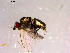  ( - 10PROBE-14577)  @12 [ ] CreativeCommons - Attribution (2011) CBG Photography Group Centre for Biodiversity Genomics