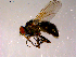  ( - 10PROBE-14600)  @14 [ ] CreativeCommons - Attribution (2011) CBG Photography Group Centre for Biodiversity Genomics