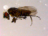  ( - 10PROBE-14683)  @12 [ ] CreativeCommons - Attribution (2011) CBG Photography Group Centre for Biodiversity Genomics