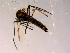  ( - 10PROBE-14710)  @13 [ ] CreativeCommons - Attribution (2011) CBG Photography Group Centre for Biodiversity Genomics