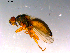  ( - 10PROBE-14741)  @13 [ ] CreativeCommons - Attribution (2011) CBG Photography Group Centre for Biodiversity Genomics